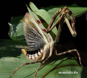 mantis mantids praying 1836 1889 chlorophaea blanchard westwood flores mexico coolest insect experiences planet personal